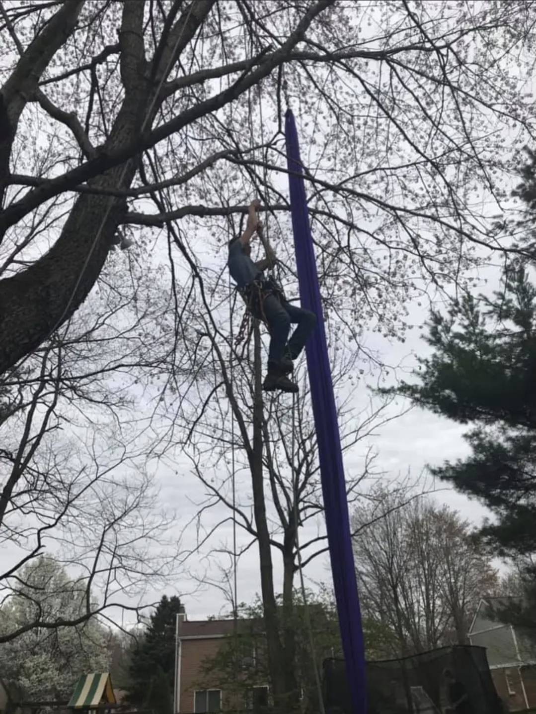 Justin high in a bare tree against a clear blue sky