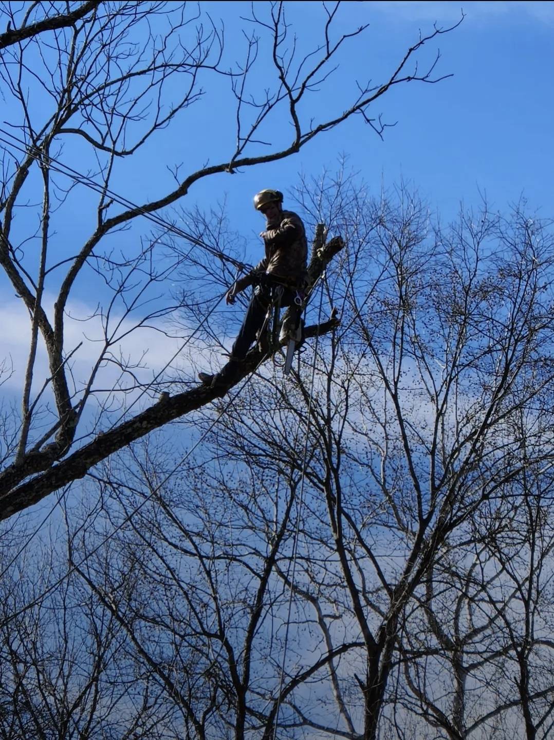 Justin between two enormous sections of a felled tree